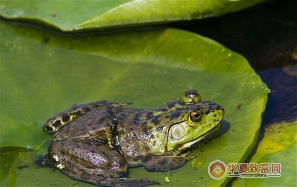 牛蛙养殖加盟